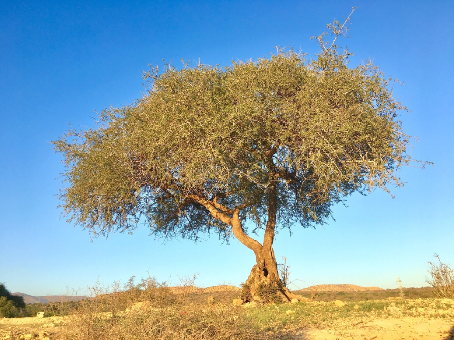 The Ancient Tree That Renews Modern Skin