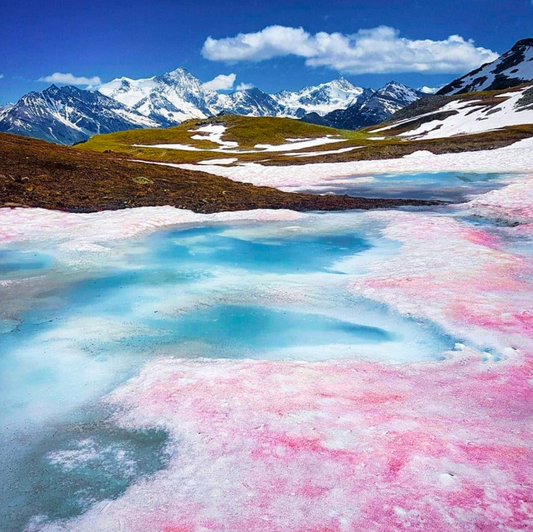 The Secret Life of Snow Algae